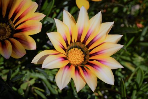 gazania flower colorful