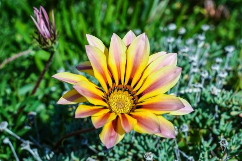 gazania flower colorful