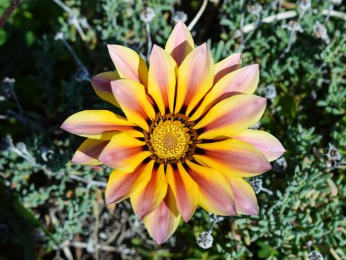 gazania flower colorful