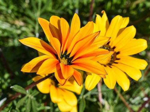 gazania flower colorful