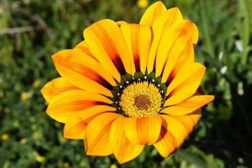 gazania flower colorful