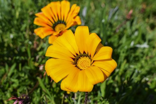 gazania flower colorful