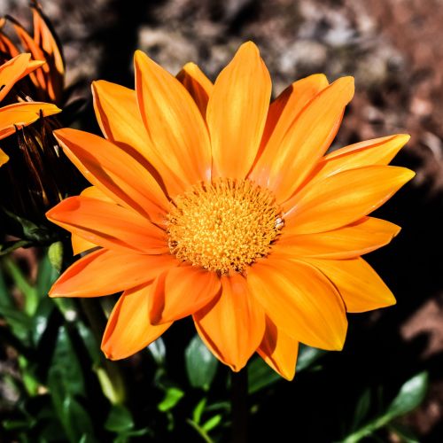 gazania flower orange