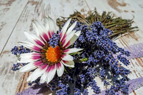 gazania flower gazanie