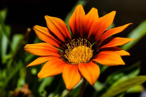 gazania orange flower