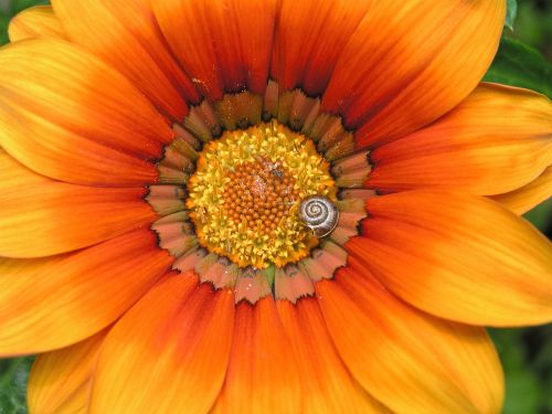 gazania flower orange