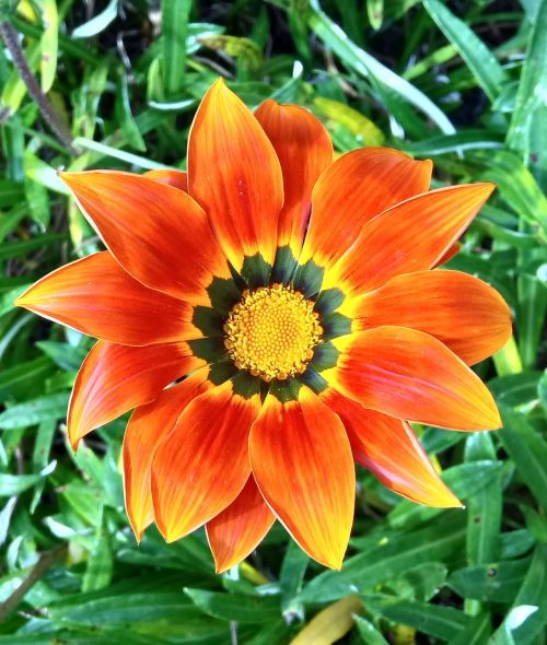 gazania flower orange