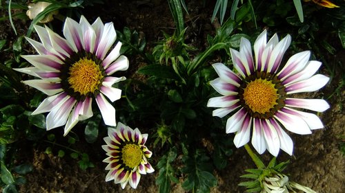 gazania  nature  flowers