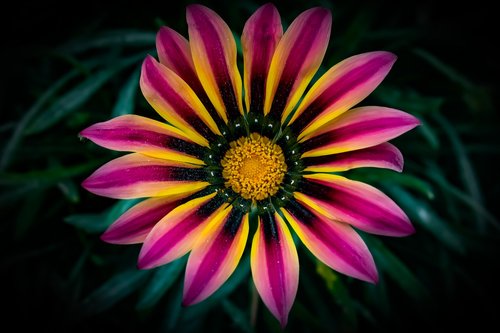 gazania  colorful  flower