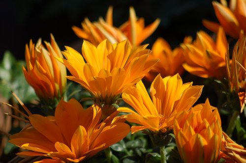 gazania  flowers  orange