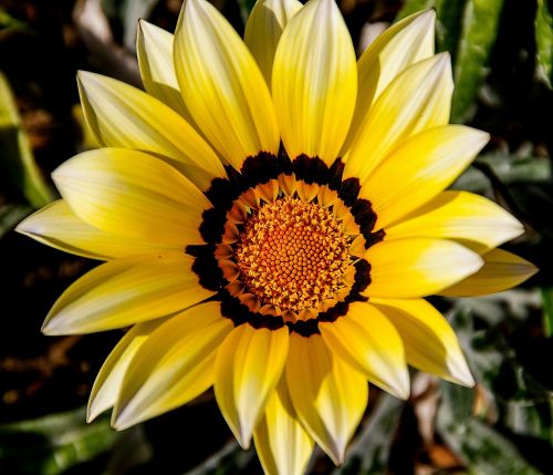 gazania flower yellow