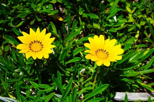 gazania flowers yellow