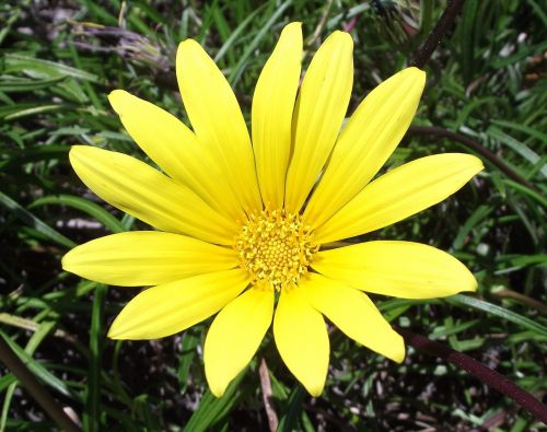 gazania yellow flower