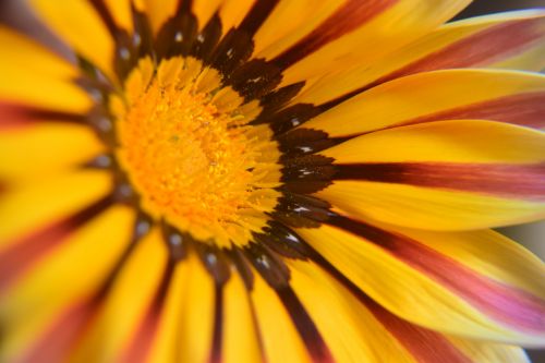 Gazania Flower 4