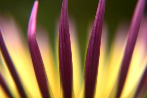 Gazania Flower 7