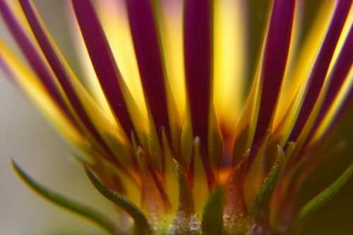 Gazania Flower 8