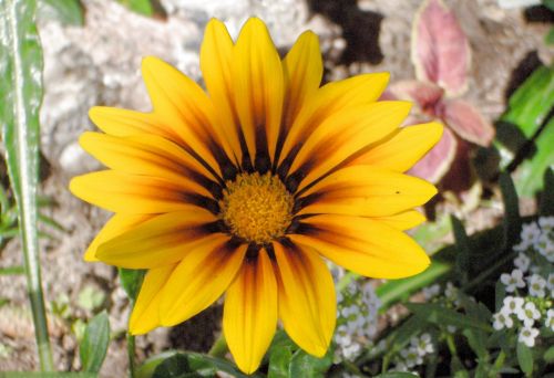 Yellow Gazania (5)