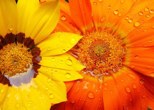 gazánie flowers drops of water