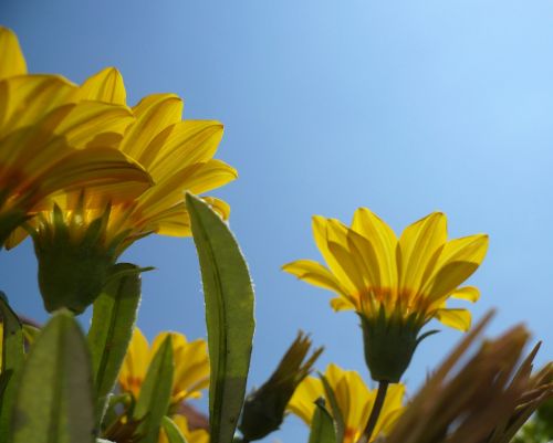 gazany to flower yellow flower