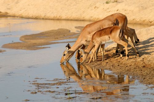 gazelle antelope kudu