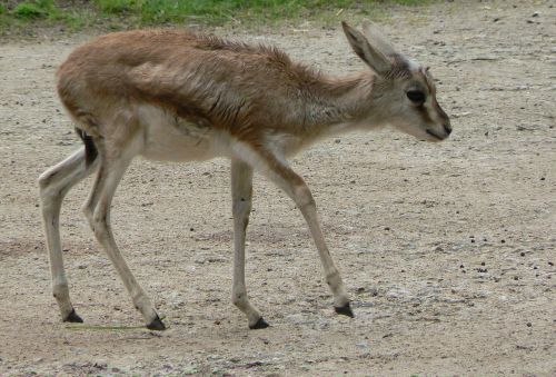 gazelle baby wildlife