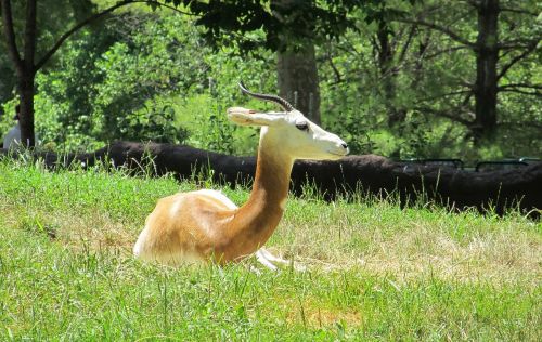 gazelle antelope wildlife