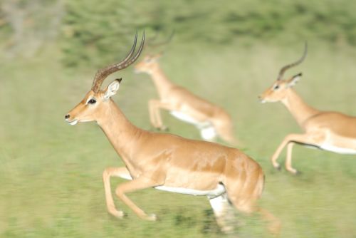 gazelle race horn