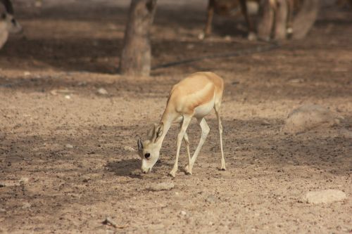 gazelle wildlife park nature park