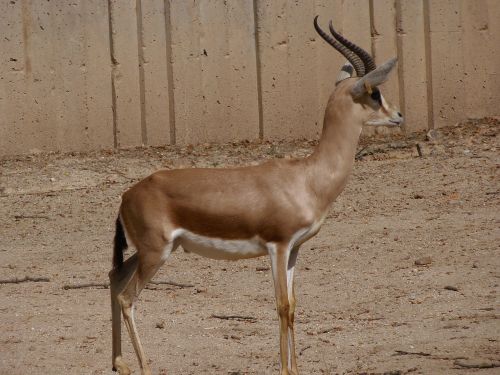 gazelle animals mammals