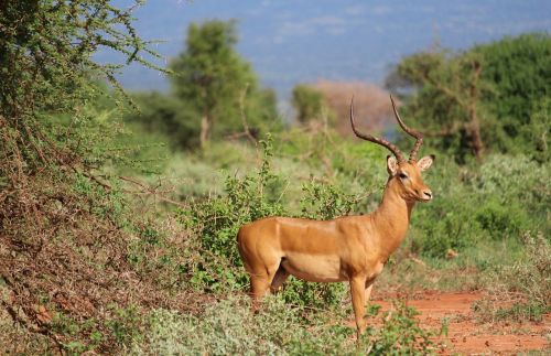 gazelle tsavo safari