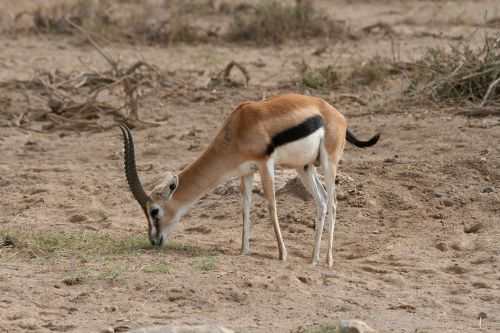 gazelle kenya safari