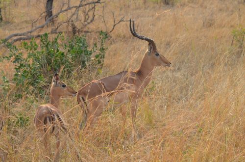 gazelle africa national park