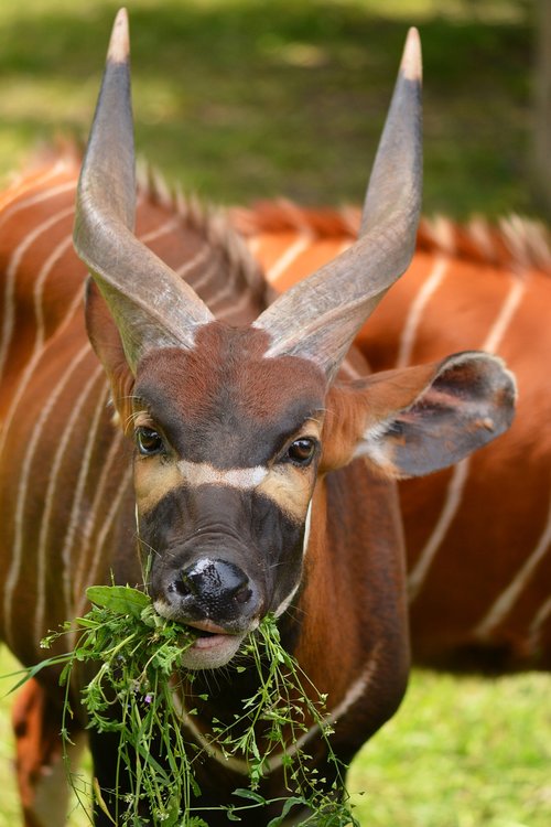 gazelle  animal  nature