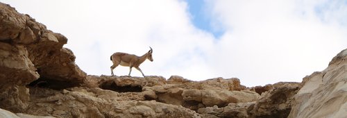 gazelle  mountain gazelle  desert