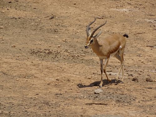 gazelle animal wild animals