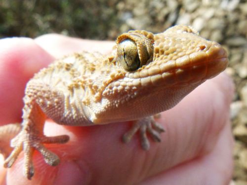 gecko lizard dragon