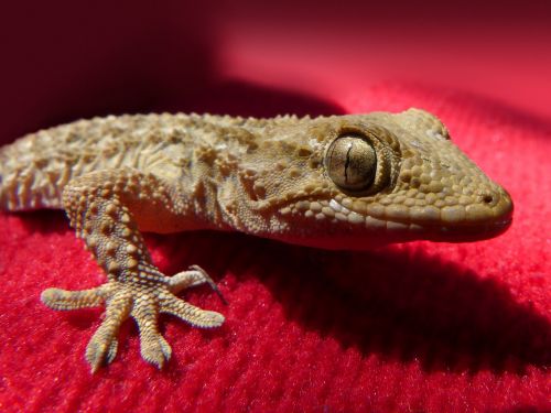 gecko lizard reptile