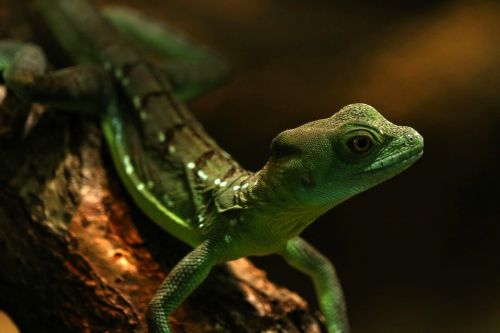 gecko zoo green
