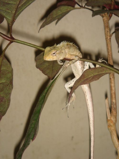 gecko maldives lizard