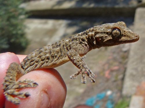 gecko dragon detail