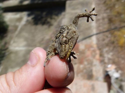 gecko dragon bite