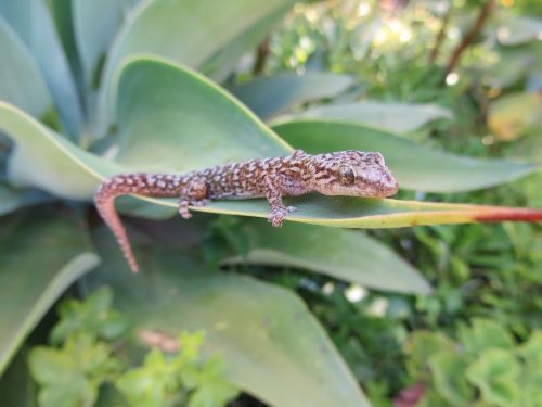 gecko succulent garden