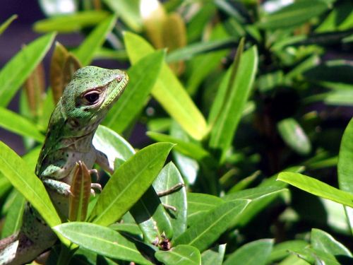 gecko tropical foliage reptile