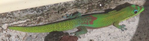 gecko hawaii nature