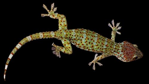 gecko lizard tokhe