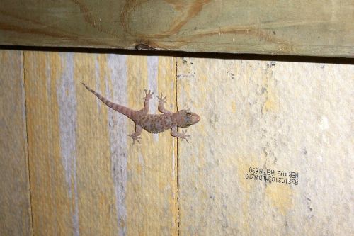 gecko salamander reptile