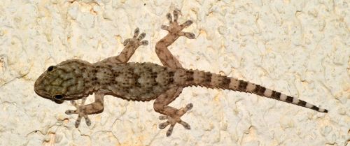 gecko tarentola mauritanica reptile
