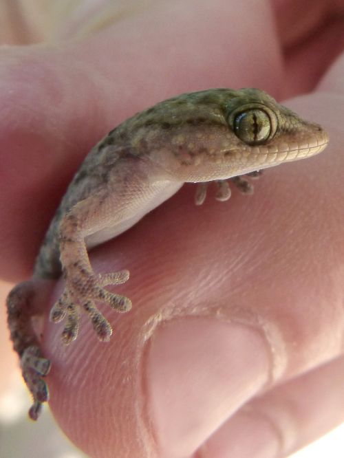 gecko dragon small