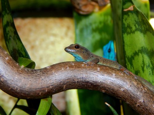 gecko dwarf gecko reptile