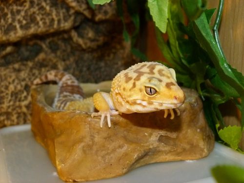 gecko reptile animal
